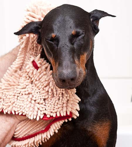 http://www.soggydoggydoormat.com/cdn/shop/products/doberman-super-shammy-beige.jpg?v=1413908053