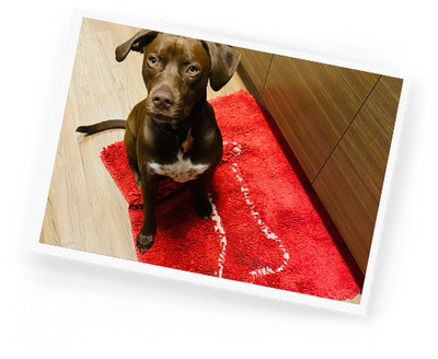 Soggy Doggy Doormat with Bone Design, Microfiber Chenille Indoor Wet Dog  Mat for Muddy Paws and Drying, Ultra-Absorbent Dog Mats for Sleeping and